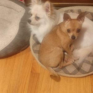 Meet your Posher, Connie